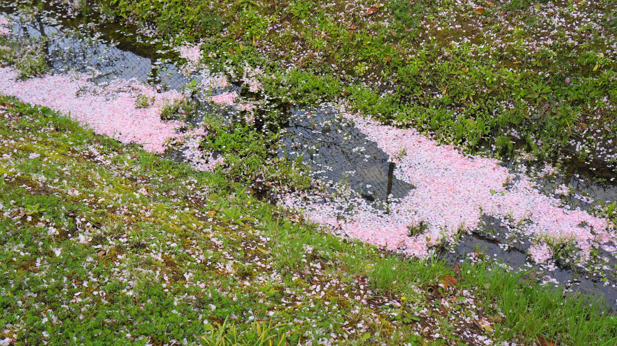 緑の芝生に映える華やかなピンクの散り桜