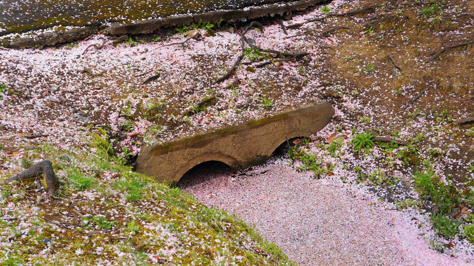 いろんな所にできる散り桜の絨毯