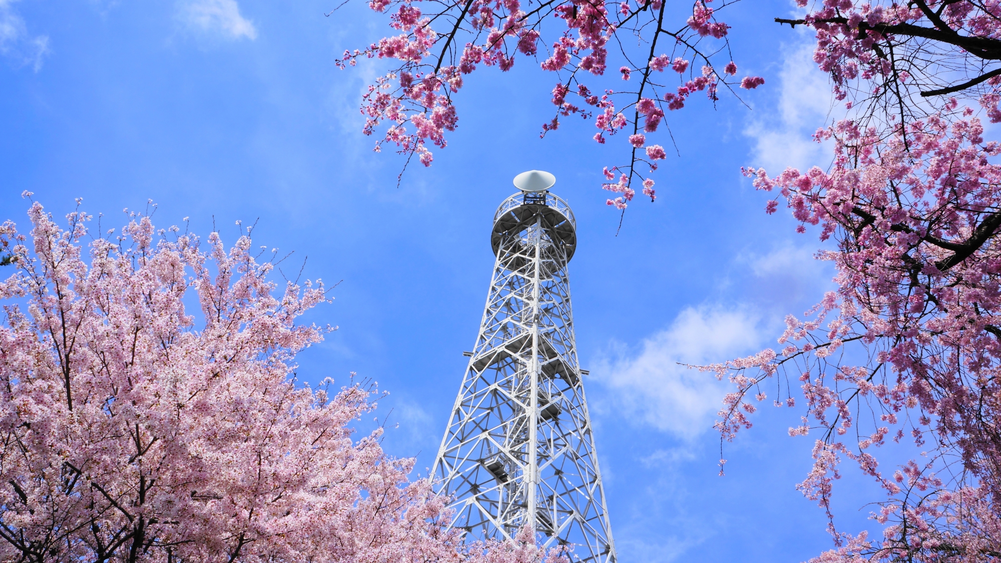 ソメイヨシノだけではなく鮮やかなピンクのしだれ桜も少しある自衛隊桂駐屯地