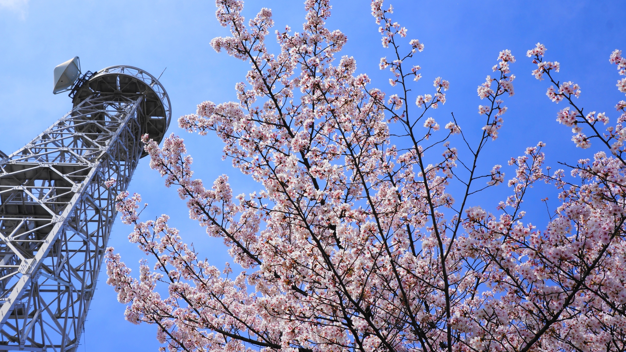 徐々に広がる青空の下で優雅に咲き誇る桜と佇む鉄塔