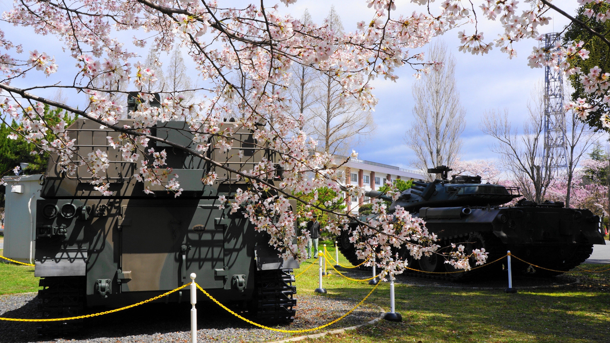 戦車の後ろを華やぐ綺麗な桜