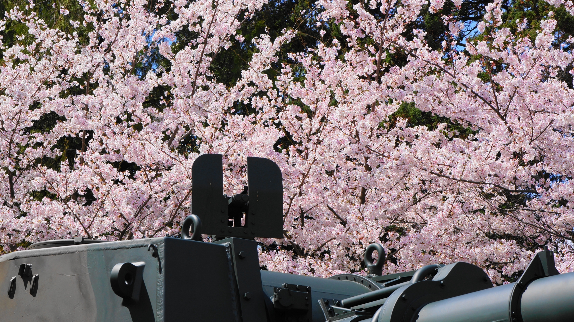 太陽を浴びて煌びやかに輝く桂桜並木の桜
