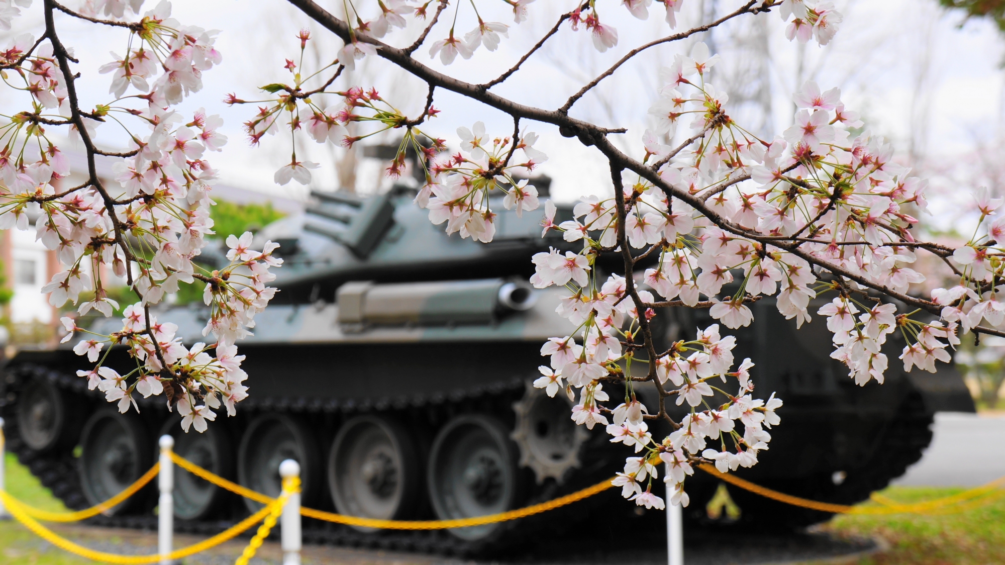 戦車の後ろで長閑に咲く可愛い桜