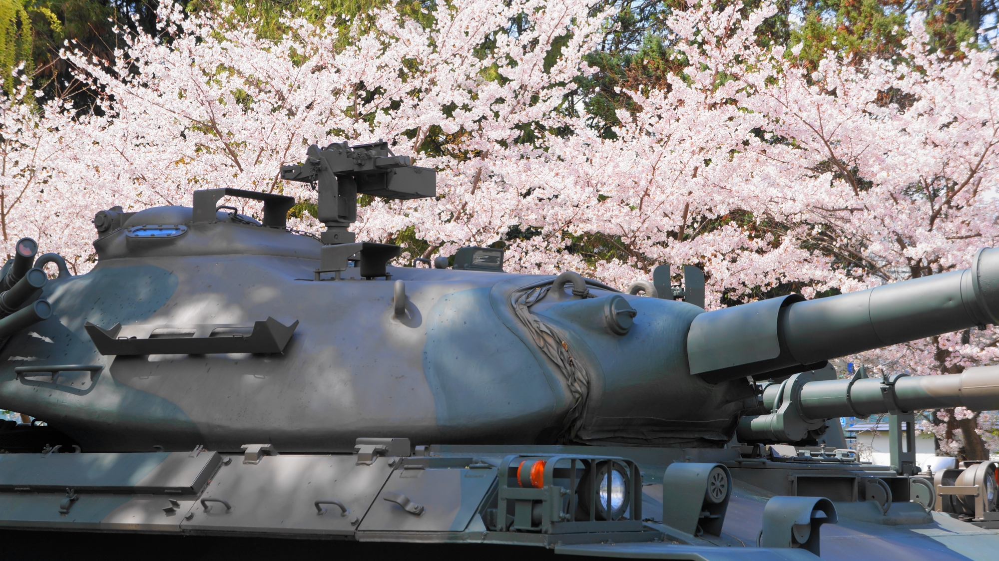 自衛隊桂駐屯地の戦車を華やかに染める桜