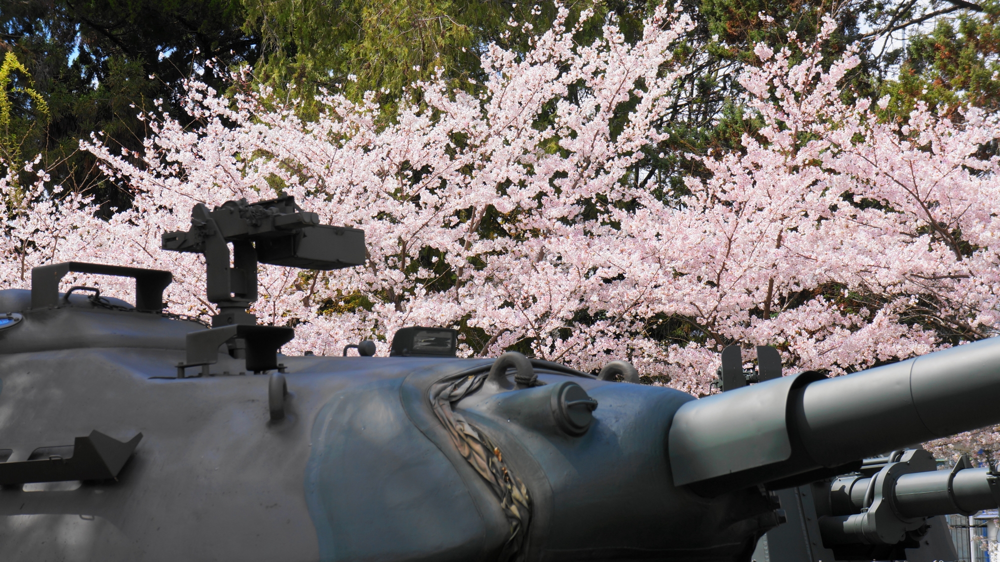華やぐ満開の桜と重厚な戦車