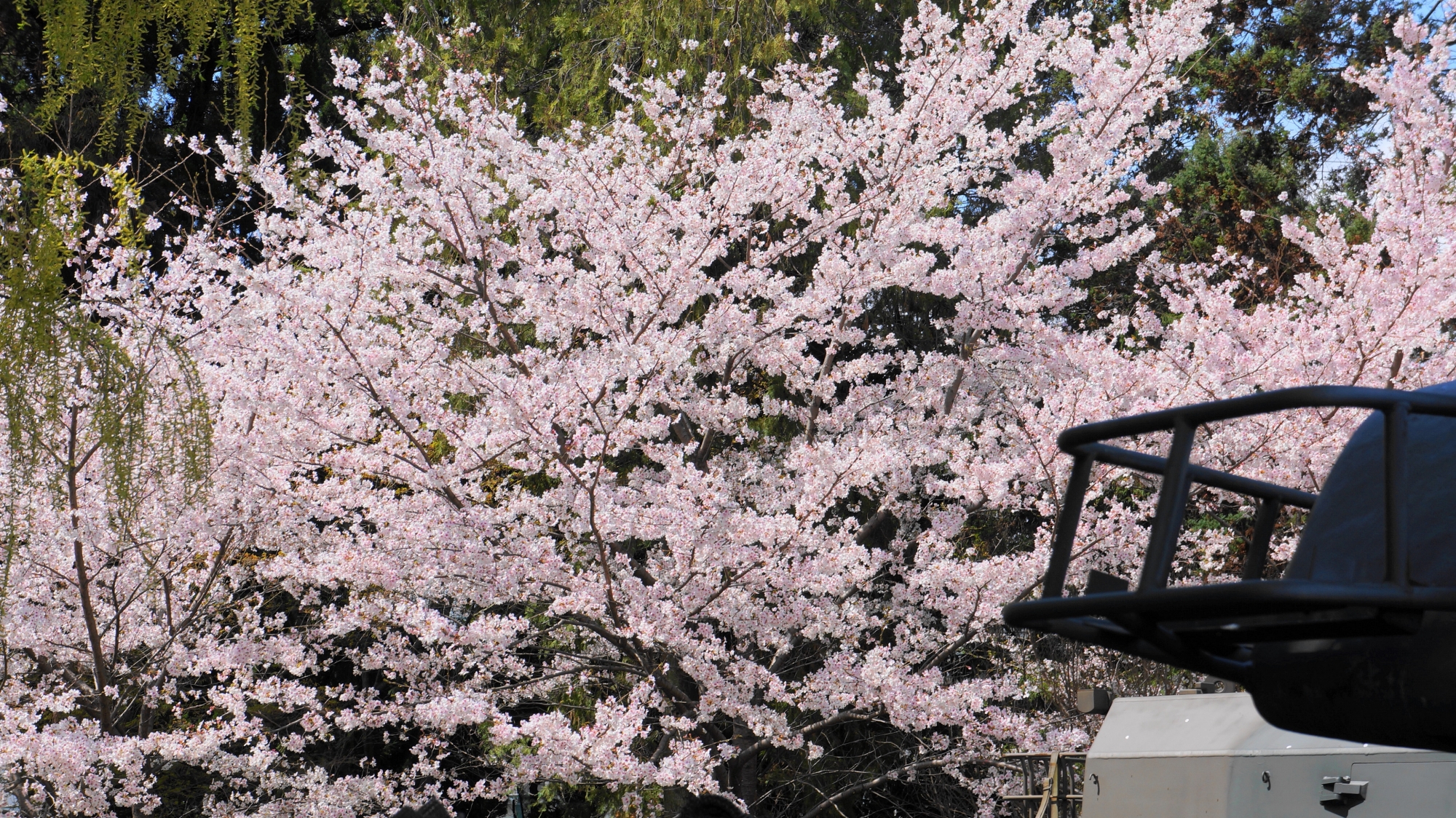 桂桜並木の優雅に咲き誇る見事な桜