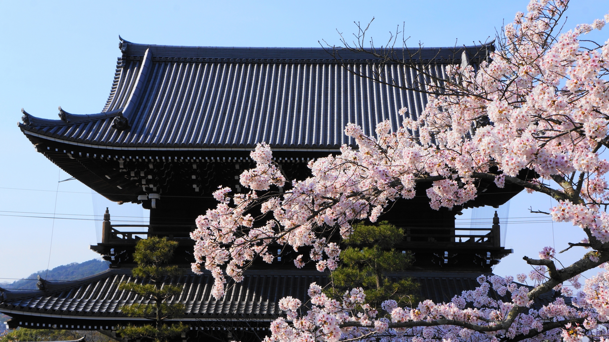 山門と桜の絵になる春の光景
