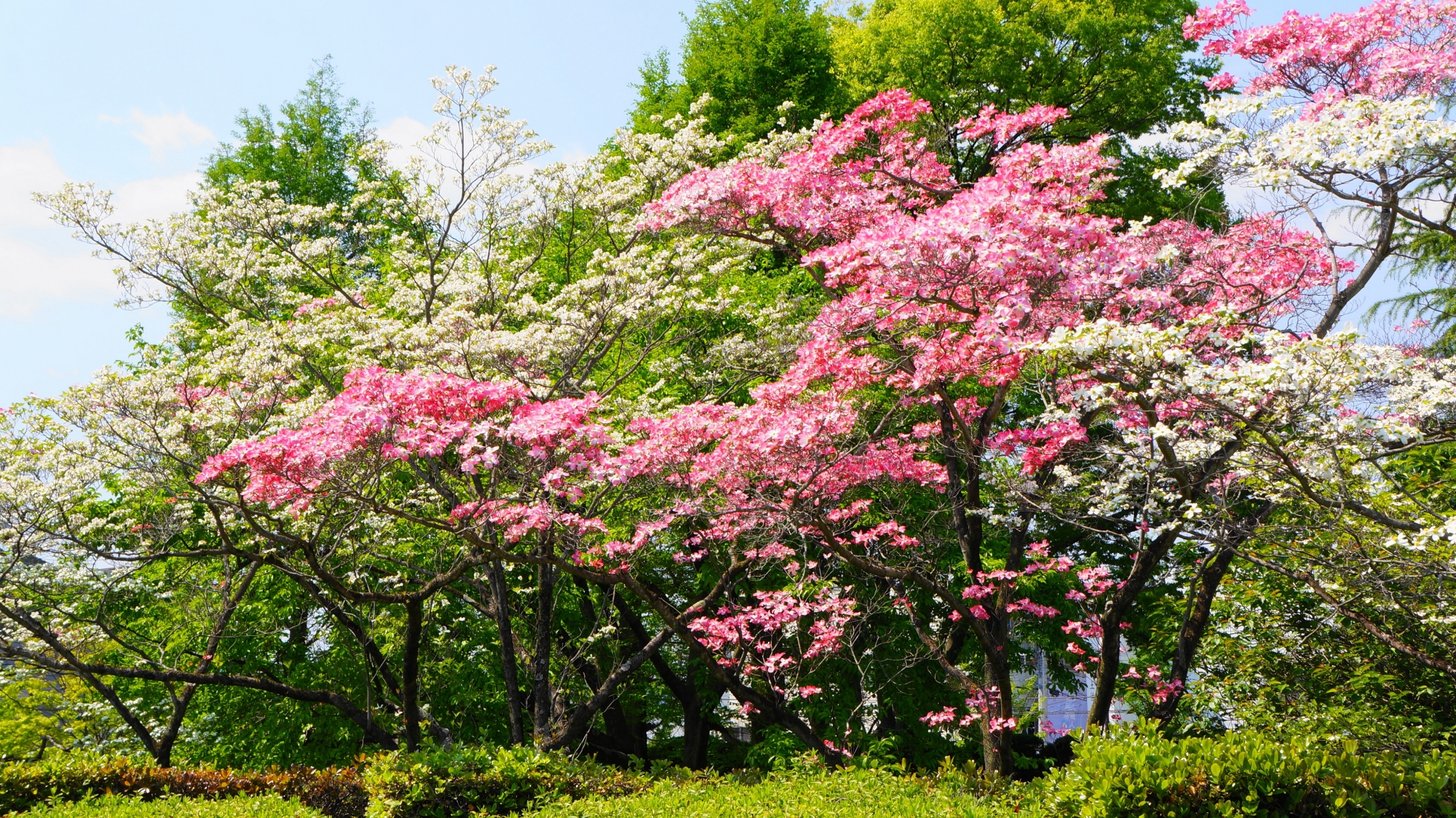 豪快に咲き誇るピンクや白のハナミズキの花