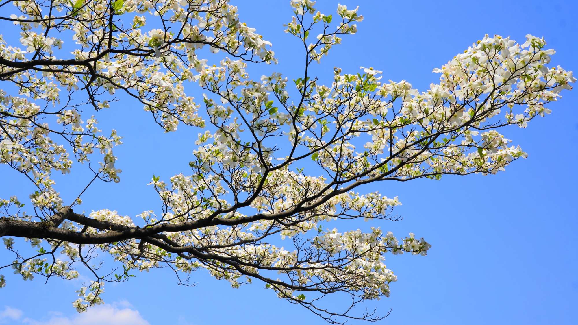 花がいっぱいついた枝を天に向かって伸ばすハナミズキ