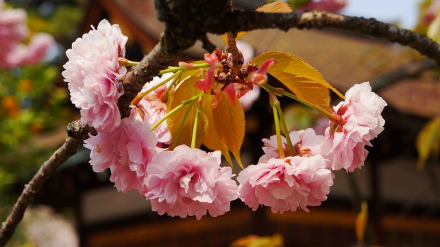 桜の名所の平野神社の平野妹背桜