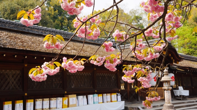 平野神社の平野妹背桜