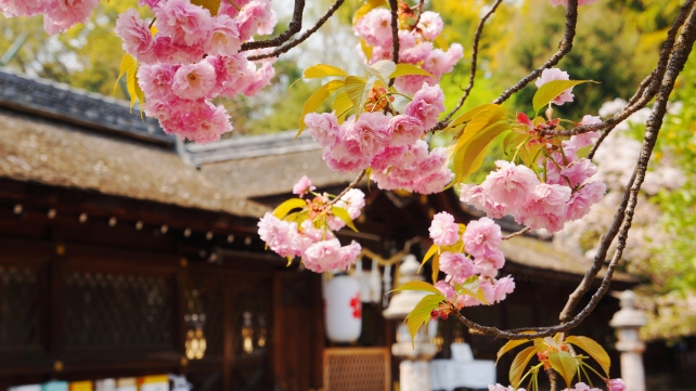 平野神社 桜の名所 平野妹背桜