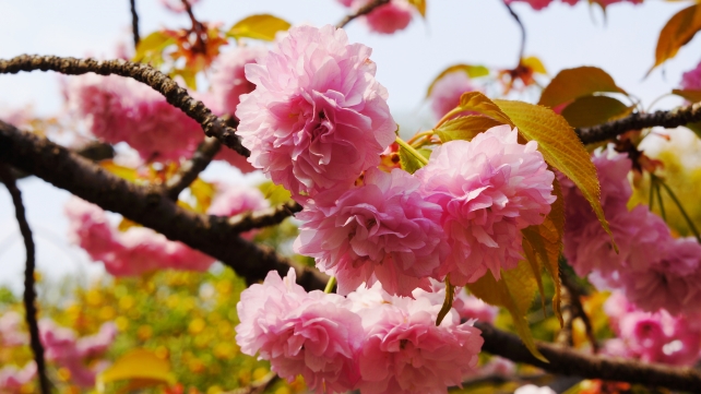 京都の桜の名所の平野神社の平野妹背桜