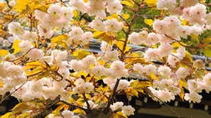 平野神社 普賢象桜