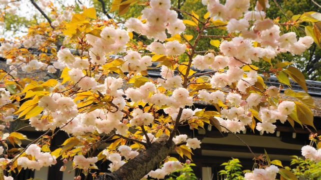 桜の名所の平野神社の普賢象桜