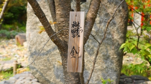 平野神社 鬱金（ウコン）桜