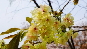 平野神社　鬱金桜（ウコン桜）
