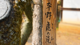 平野神社 平野虎の尾桜