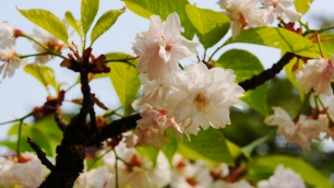 平野神社 平野虎の尾桜