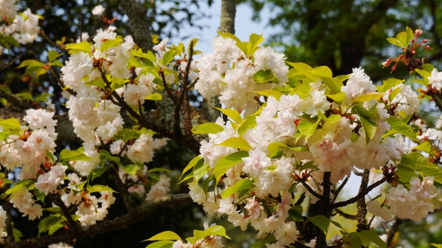 平野神社の平野虎の尾桜