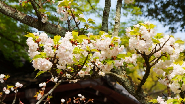 平野神社の平野虎の尾桜