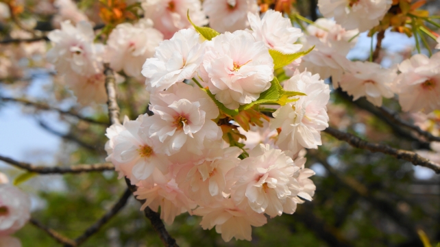 平野神社 一葉桜