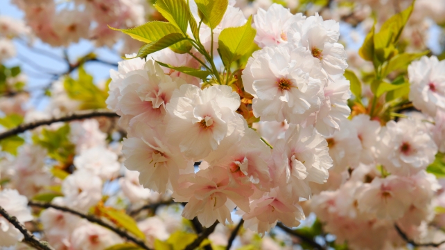 桜の名所の平野神社の一葉桜