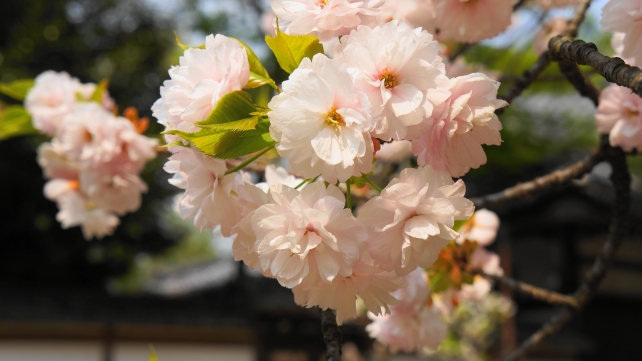桜の名所の平野神社の一葉桜