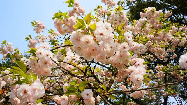平野神社の一葉桜