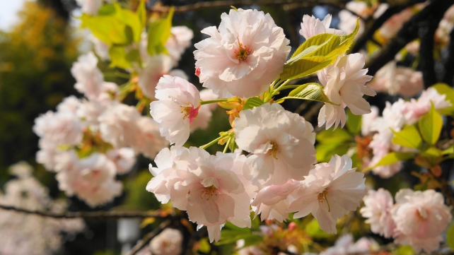 平野神社 一葉桜
