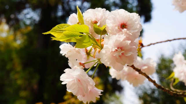 屈指の桜の名所の平野神社の一葉桜
