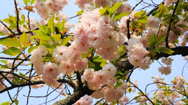 平野神社 一葉桜 桜の名所