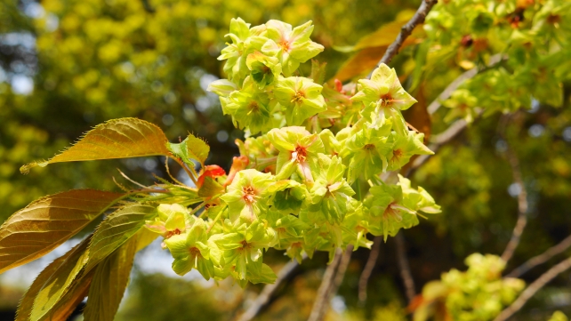 平野神社の緑の珍しい御衣黄桜