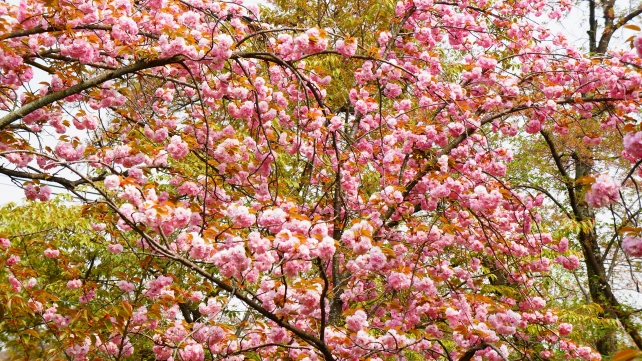 平野神社 桜苑 里桜