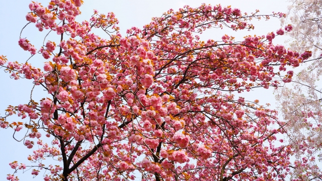 平野神社 桜苑 里桜