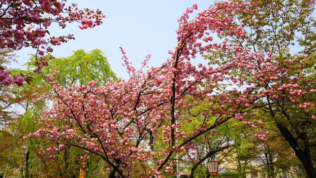平野神社の桜苑の里桜