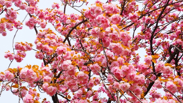 桜の名所の平野神社の桜苑の里桜