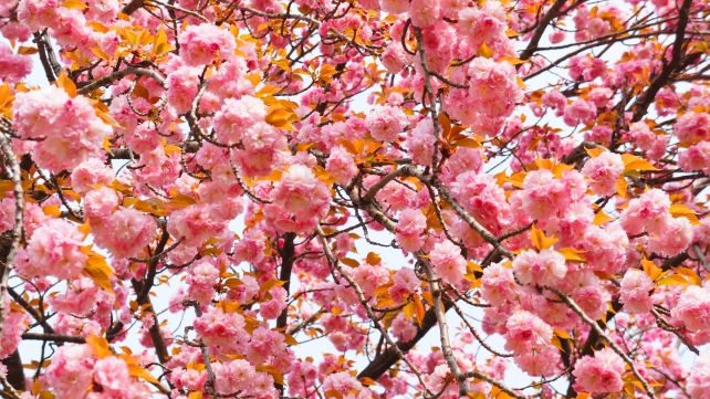 平野神社の桜苑のモコモコの里桜