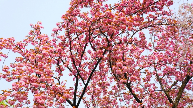 桜の名所の平野神社の桜苑の満開の里桜