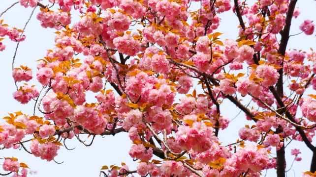 京都平野神社の桜苑の満開の里桜