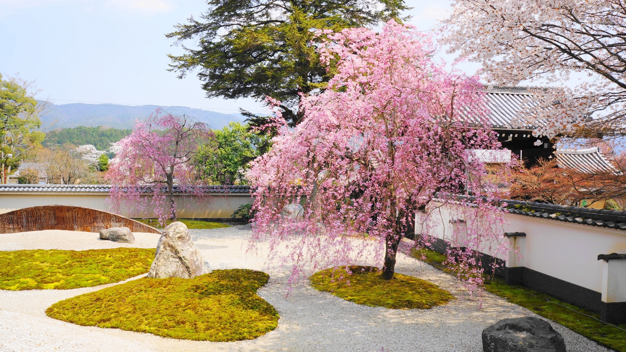 こころのお庭の桜と華やかな彩り　春の実相院