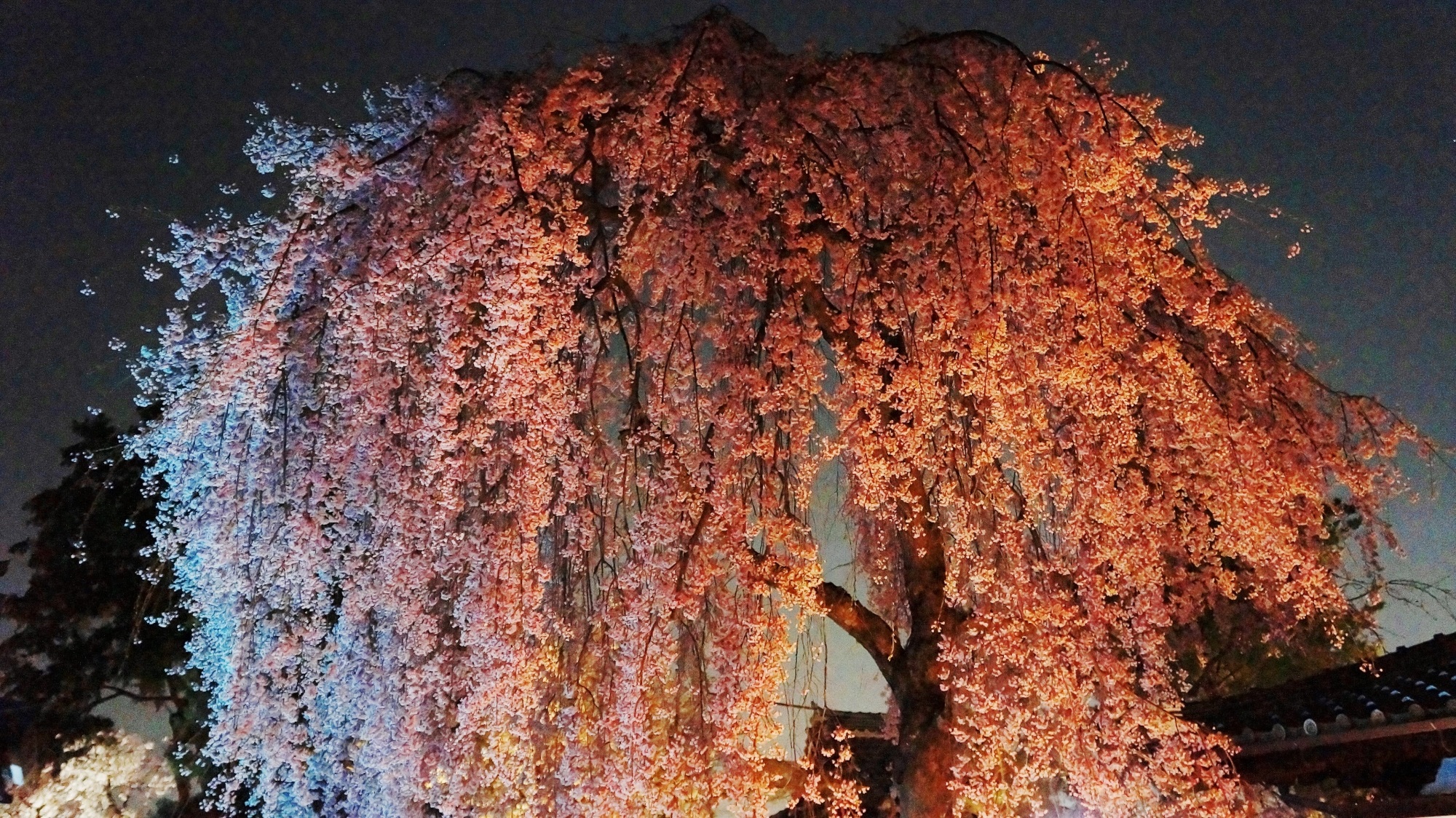 高台寺 桜 ライトアップ 京都の幻想的な夜桜