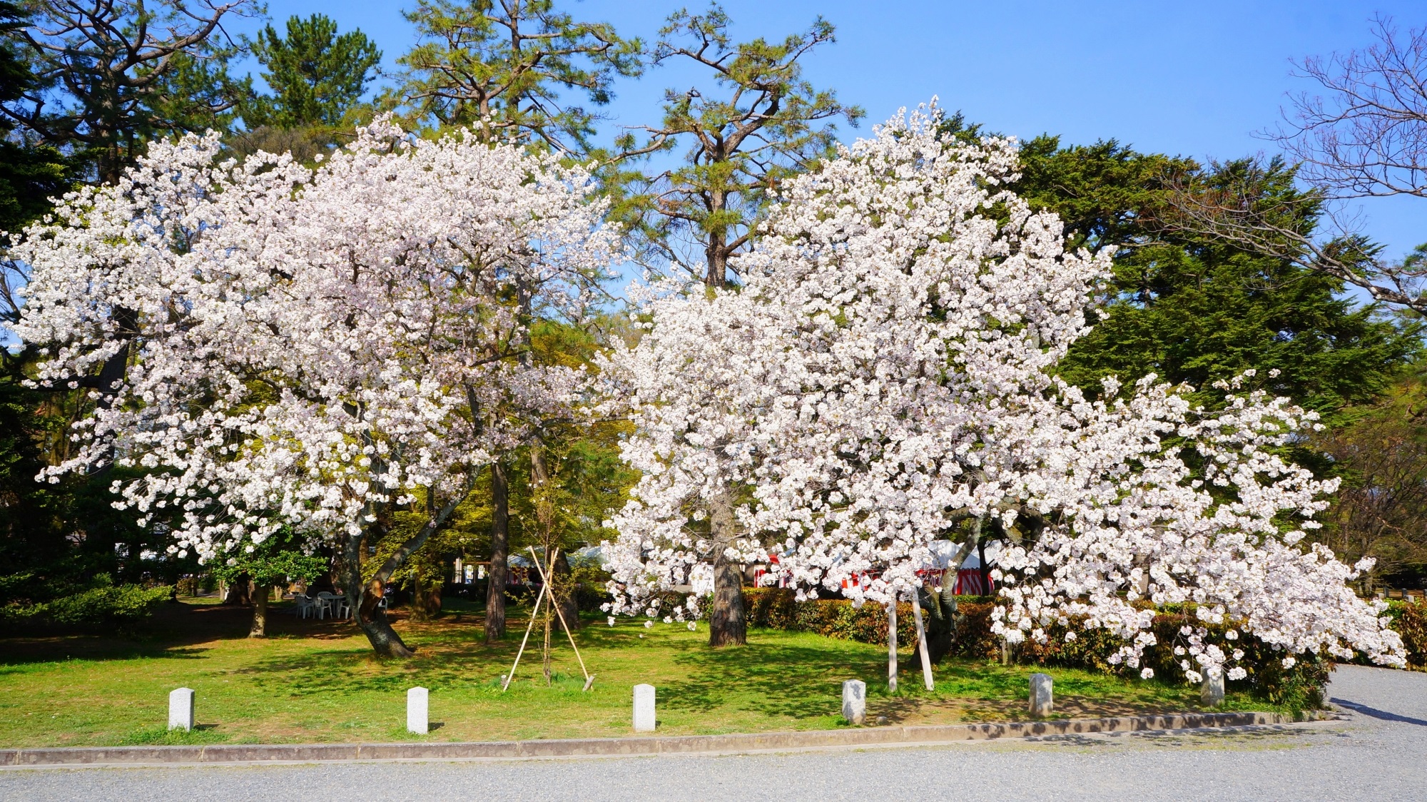 モコモコふわふわの桜　京都御苑の遅咲きの里桜