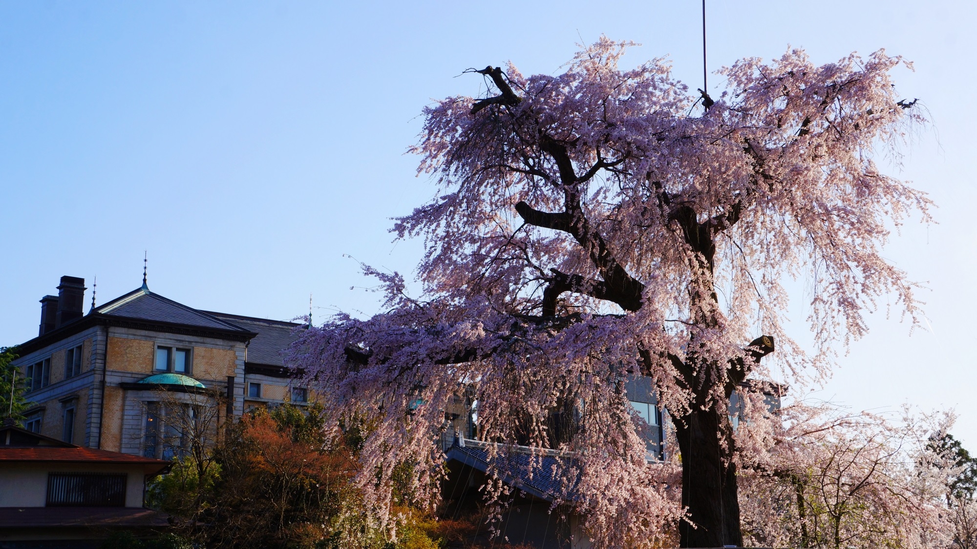夕陽に黄昏れる豪快な桜　円山公園の祇園枝垂桜