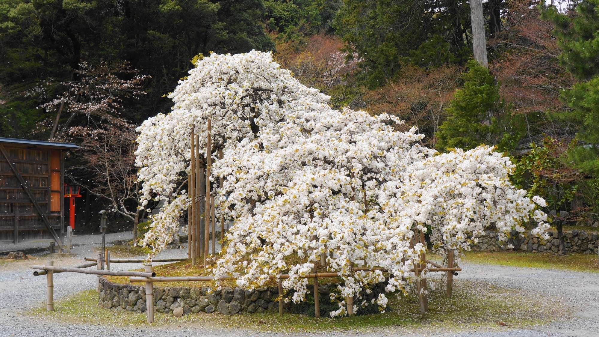 大原野神社 千眼桜　三日で散る幻の桜