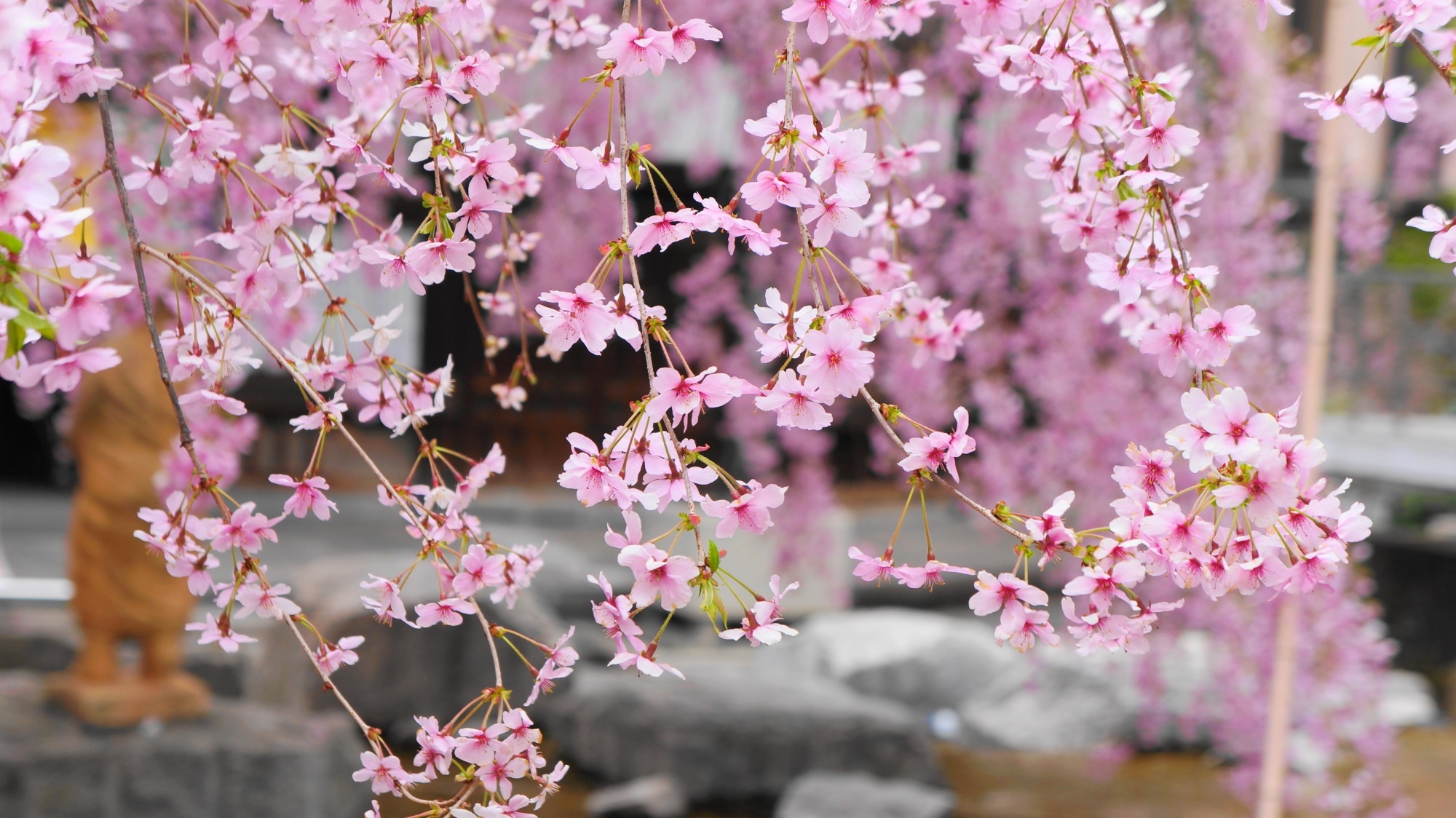 ピンク色に変わる可愛い御幸桜　六角堂の桜