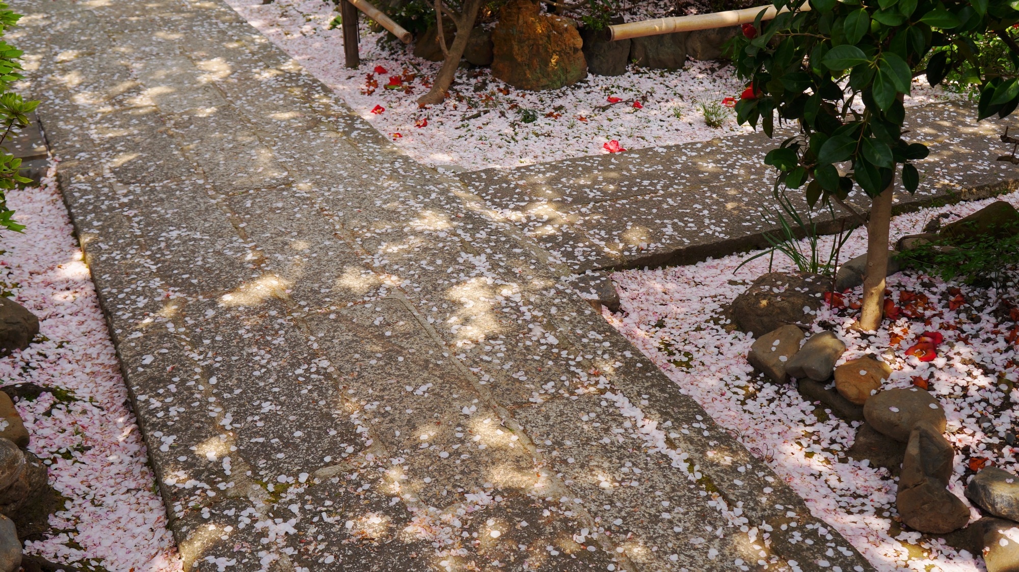 散り桜と緑の桜　雨宝院の散ってからが華やかな桜