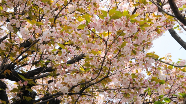 雨宝院の観音桜