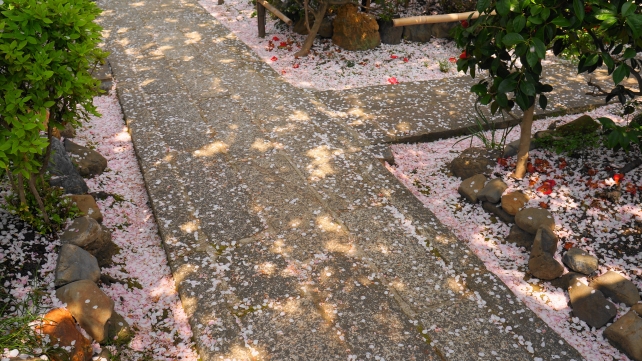 雨宝院 散桜