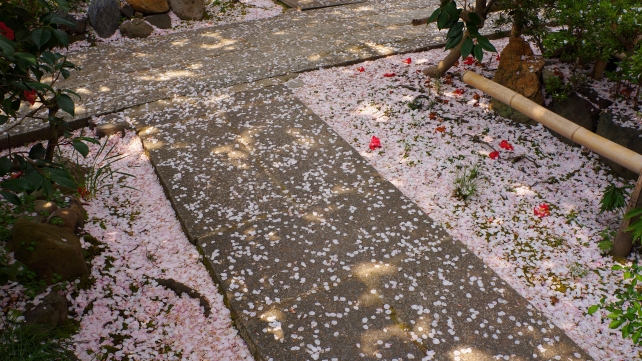 雨宝院のピンクの散桜